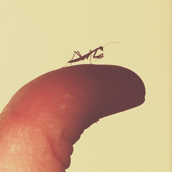 brock-davis-baby-praying-mantis.jpeg
