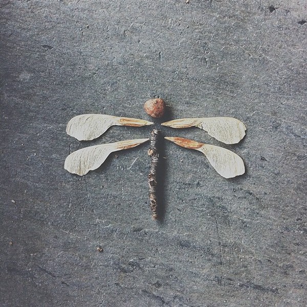 brock-davis-dragonfly.jpeg